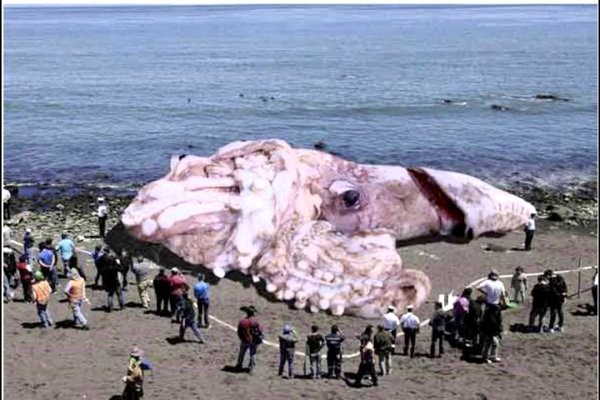 Kraken что это за сайт