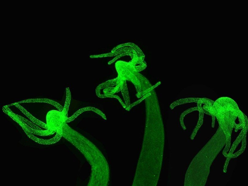 Кракен работает